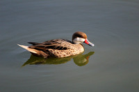 Birds - The Bahamas