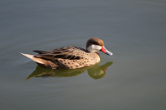 Bahamas White Face Pintail