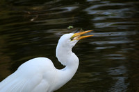 Great Egret with fish