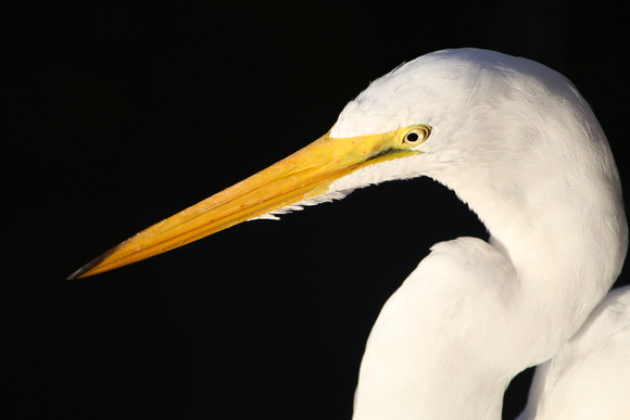 Great Egret