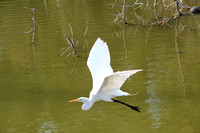 Great Egret