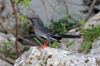 Red Leg Thrush