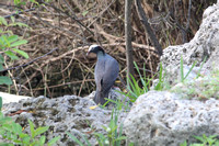 White Face Pigeon