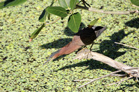 Green Heron