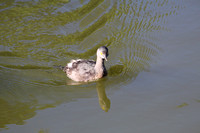 Least Grebe