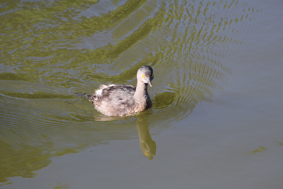 Least Grebe