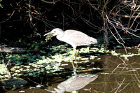 American Bittern