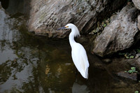 Snow Egret