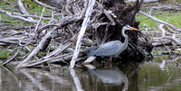 Blue Heron