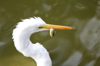 Great Egret