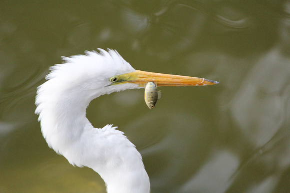 Great Egret